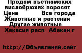 Продам въетнамских вислобрюхих поросят › Цена ­ 2 500 - Все города Животные и растения » Другие животные   . Хакасия респ.,Абакан г.